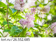 Ветка бледно розовой венгерской сирени (Syringa josikaea) Стоковое фото, фотограф Алёшина Оксана / Фотобанк Лори