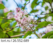 Сирень венгерская (Syringa josikaea) бледно розовая. Стоковое фото, фотограф Алёшина Оксана / Фотобанк Лори