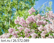 Пышный куст бледно-розовой венгерской сирени (Syringa josikaea) Стоковое фото, фотограф Алёшина Оксана / Фотобанк Лори