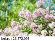 Цветущий куст бледно-розовой венгерской сирени (Syringa josikaea) Стоковое фото, фотограф Алёшина Оксана / Фотобанк Лори