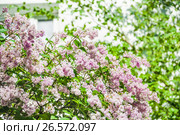 Цветущий куст бледно-розовой венгерской сирени (Syringa josikaea) Стоковое фото, фотограф Алёшина Оксана / Фотобанк Лори