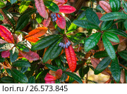 Сочи, парк Дендрарий,  барбарис Юлианы (Berberis julianae) Стоковое фото, фотограф glokaya_kuzdra / Фотобанк Лори