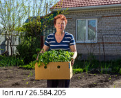 Пожилая женщина держит в руках картонную коробку с рассадой. Стоковое фото, фотограф Вячеслав Палес / Фотобанк Лори