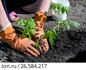 Руки в перчатках уплотняют землю возле посаженного куста помидор. Стоковое фото, фотограф Вячеслав Палес / Фотобанк Лори