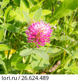 Красный луговой клевер.Trifolium pratense. Стоковое фото, фотограф Дудакова / Фотобанк Лори