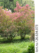 Скумпия кожевенная (Cotinus coggygria Scop.) с розовыми волосками. Стоковое фото, фотограф Ирина Борсученко / Фотобанк Лори