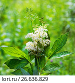 Лабазник вязолистный (Latin name Filipendula ulmaria). Дикорастущее лекарственное растение Сибири. Стоковое фото, фотограф Евгений Мухортов / Фотобанк Лори