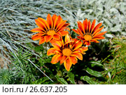 Оранжевые цветы газании (гацании) жестковатой (Gazania rigens (L.) Gaertn.) Стоковое фото, фотограф Ирина Борсученко / Фотобанк Лори