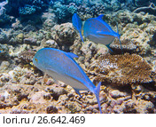 Jack fish -Caranx lugubris (2010 год). Стоковое фото, фотограф Куликов Константин / Фотобанк Лори