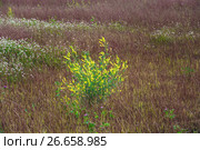 Донник лекарственный (Melilotus officinalis) Стоковое фото, фотограф Алёшина Оксана / Фотобанк Лори