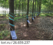 Rubber tree plantation (2017 год). Стоковое фото, фотограф Александр Подшивалов / Фотобанк Лори