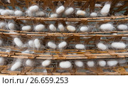 Silk cocoons on bamboo racks. Стоковое фото, фотограф Александр Подшивалов / Фотобанк Лори