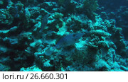 Two Scrawled Filefish next to the reef - Abu Dabbab, Marsa Alam, Red Sea, Egypt, Africa (2017 год). Стоковое видео, видеограф Некрасов Андрей / Фотобанк Лори