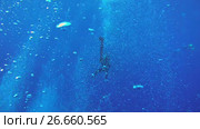 Scubadiver in bubbles hanging on the safety stop, and lets bubbles ring - Marsa Alam, Red Sea, Egypt, Africa. Стоковое видео, видеограф Некрасов Андрей / Фотобанк Лори