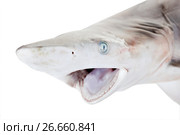 Голова крупным планом Чернопёрой акулы (Carcharhinus limbatus) с открытым ртом. Изолировано на белом фоне. Стоковое фото, фотограф Ирина Кожемякина / Фотобанк Лори