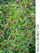 Ирга ( лат. Amelanchier ) — род растений семейства Розовые (Rosaceae), листопадный кустарник. Спеющая ягода на ветвях. Стоковое фото, фотограф Евгений Мухортов / Фотобанк Лори