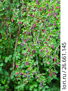 Ирга ( лат. Amelanchier ) — род растений семейства Розовые (Rosaceae), листопадный кустарник. Спеющая ягода на ветвях. Стоковое фото, фотограф Евгений Мухортов / Фотобанк Лори