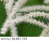 Жук Узконадкрылка зеленая, или зеленокрылка .Chrysanthia viridissima. Стоковое фото, фотограф Галина Савина / Фотобанк Лори