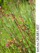 Salad Burnet - Sanguisorba plant at wild, blossoms close up. Стоковое фото, фотограф Короленко Елена / Фотобанк Лори