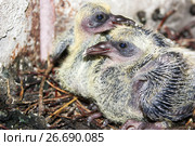 The young pigeon in the nest. Стоковое фото, фотограф Глазкова Ксения / Фотобанк Лори