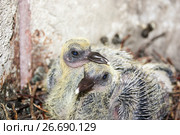 Pigeon children in the nest. Put his beak. Стоковое фото, фотограф Глазкова Ксения / Фотобанк Лори