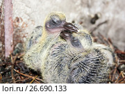 Pigeon children in the nest. Beak to beak. Стоковое фото, фотограф Глазкова Ксения / Фотобанк Лори
