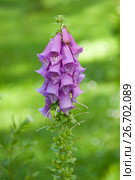 Наперстянка, или Дигиталис (лат. Digitalis) Стоковое фото, фотограф E. O. / Фотобанк Лори