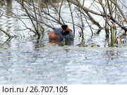 Поганка черношейная. Black-necked Grebe (Podiceps nigricollis, Podiceps caspicus). Стоковое фото, фотограф Василий Вишневский / Фотобанк Лори