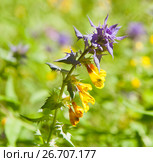 Марьянник дубравный, или Иван-да-марья (лат. Melampyrum nemorosum) на поляне. Стоковое фото, фотограф E. O. / Фотобанк Лори
