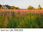 Цветущий иван-чай в закатном свете, Кипрей (Epilobium angustifolium) Стоковое фото, фотограф Иван Карпов / Фотобанк Лори