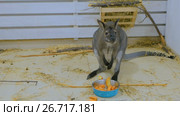 Young kangaroo eating fruits. Стоковое видео, видеограф Aleksey Popov / Фотобанк Лори