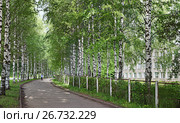 Кирово-Чепецк. Березовая аллея у лицея (2017 год). Редакционное фото, фотограф Виктор Кощеев / Фотобанк Лори