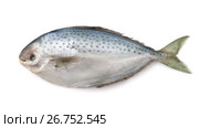 Fresh pampanito fish. Стоковое фото, фотограф Антон Стариков / Фотобанк Лори