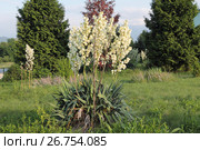 Пейзаж с юккой нитчатой (Yucca filamentosa) Стоковое фото, фотограф Ирина Водяник / Фотобанк Лори