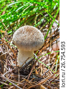 Съедобный гриб головач продолговатый (лат. Calvatia excipuliformis). Новосибирская область, Сибирь, Россия, август. Стоковое фото, фотограф Евгений Мухортов / Фотобанк Лори