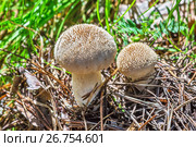 Съедобный гриб головач продолговатый (лат. Calvatia excipuliformis). Новосибирская область, Сибирь, Россия, август. Стоковое фото, фотограф Евгений Мухортов / Фотобанк Лори