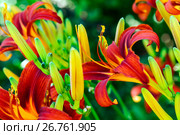 Beautiful bright daylilies on flowerbed. Outdoors. Стоковое фото, фотограф Володина Ольга / Фотобанк Лори