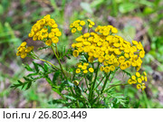 Дикорастущее лекарственное растение Пижма обыкновенная (лат. Tanacetum vulgare). Цветущее растение. Стоковое фото, фотограф Евгений Мухортов / Фотобанк Лори