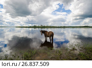 Лошадь стоит в воде на фоне облаков (2017 год). Стоковое фото, фотограф Яковлев Сергей / Фотобанк Лори