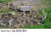 Many goose in yard near the drinker. Стоковое видео, видеограф Володина Ольга / Фотобанк Лори