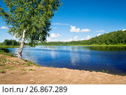 Летний пейзаж с березой на берегу реки Волги. Стоковое фото, фотограф Татьяна Белова / Фотобанк Лори