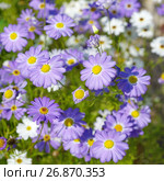 Цветущая брахикома сорта "Лебединое озеро" (лат. Brachycome iberidifolia) Стоковое фото, фотограф Елена Коромыслова / Фотобанк Лори