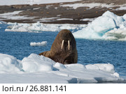 Walrus on ice flow. Стоковое фото, фотограф Vladimir / Фотобанк Лори