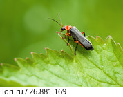 Жук Cantharinae — подсемейство жуков семейства мягкотелок среди травы. Стоковое фото, фотограф Игорь Низов / Фотобанк Лори