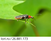 Жук Cantharinae — подсемейство жуков семейства мягкотелок сидит на зелённом листке. Стоковое фото, фотограф Игорь Низов / Фотобанк Лори