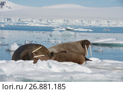 Walruses on ice flow. Стоковое фото, фотограф Vladimir / Фотобанк Лори