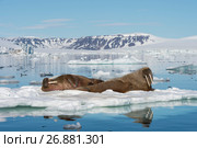 Walruses on ice flow. Стоковое фото, фотограф Vladimir / Фотобанк Лори