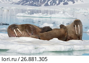 Walruses on ice flow. Стоковое фото, фотограф Vladimir / Фотобанк Лори