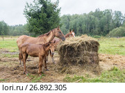 Мокрые лошади и жеребенок у брикета с сеном. Стоковое фото, фотограф Сайганов Александр / Фотобанк Лори