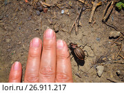 Ground beetle sitting on a hand. Стоковое фото, фотограф Седых Алена / Фотобанк Лори